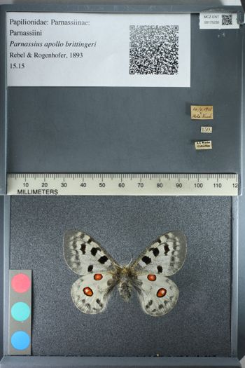 Media type: image;   Entomology 175230